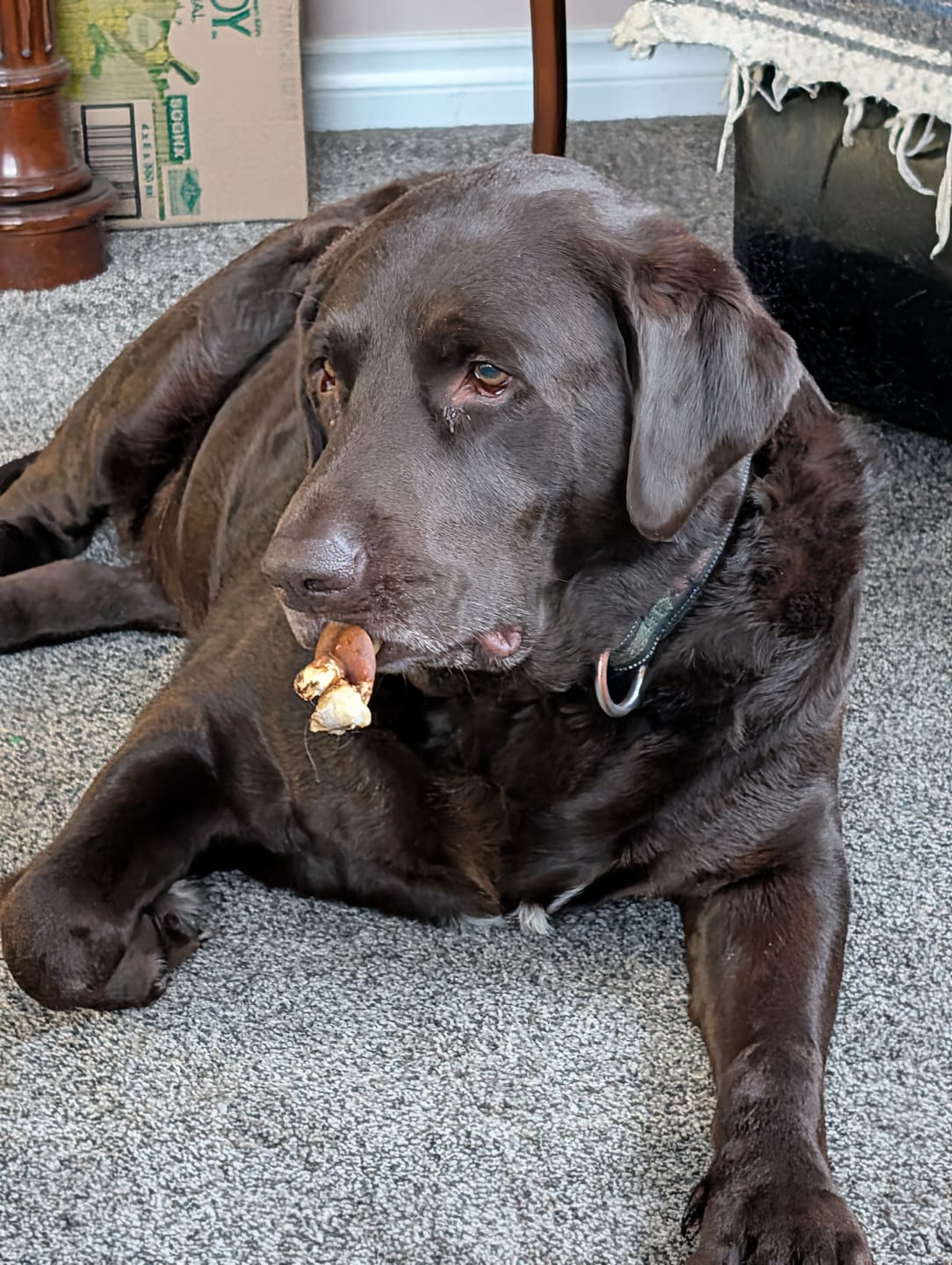 Customer photo review of 6 Inch Monster Braided Bully Stick