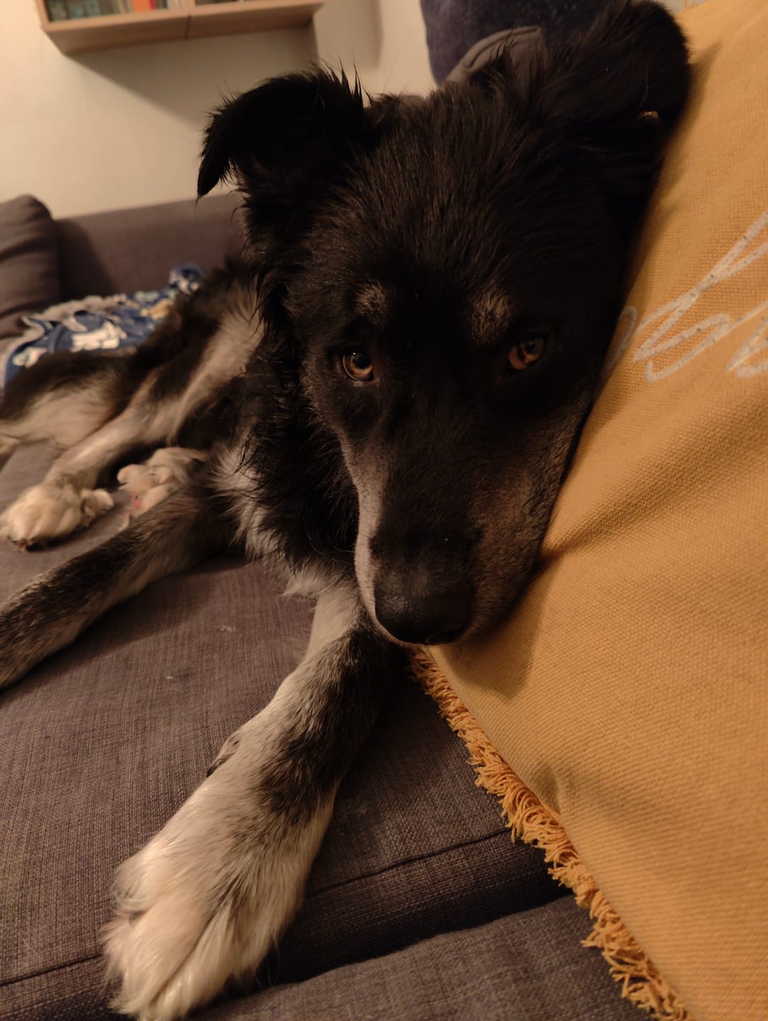 Customer photo review of 12 Inch Standard Braided Bully Stick