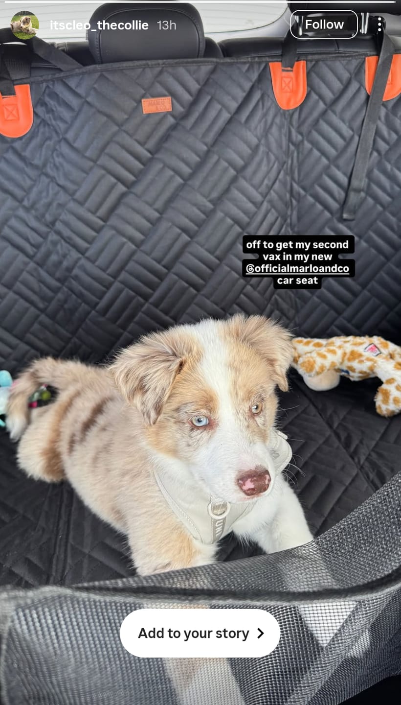 Customer photo review of Marlo&Co™ Dog Seat Cover