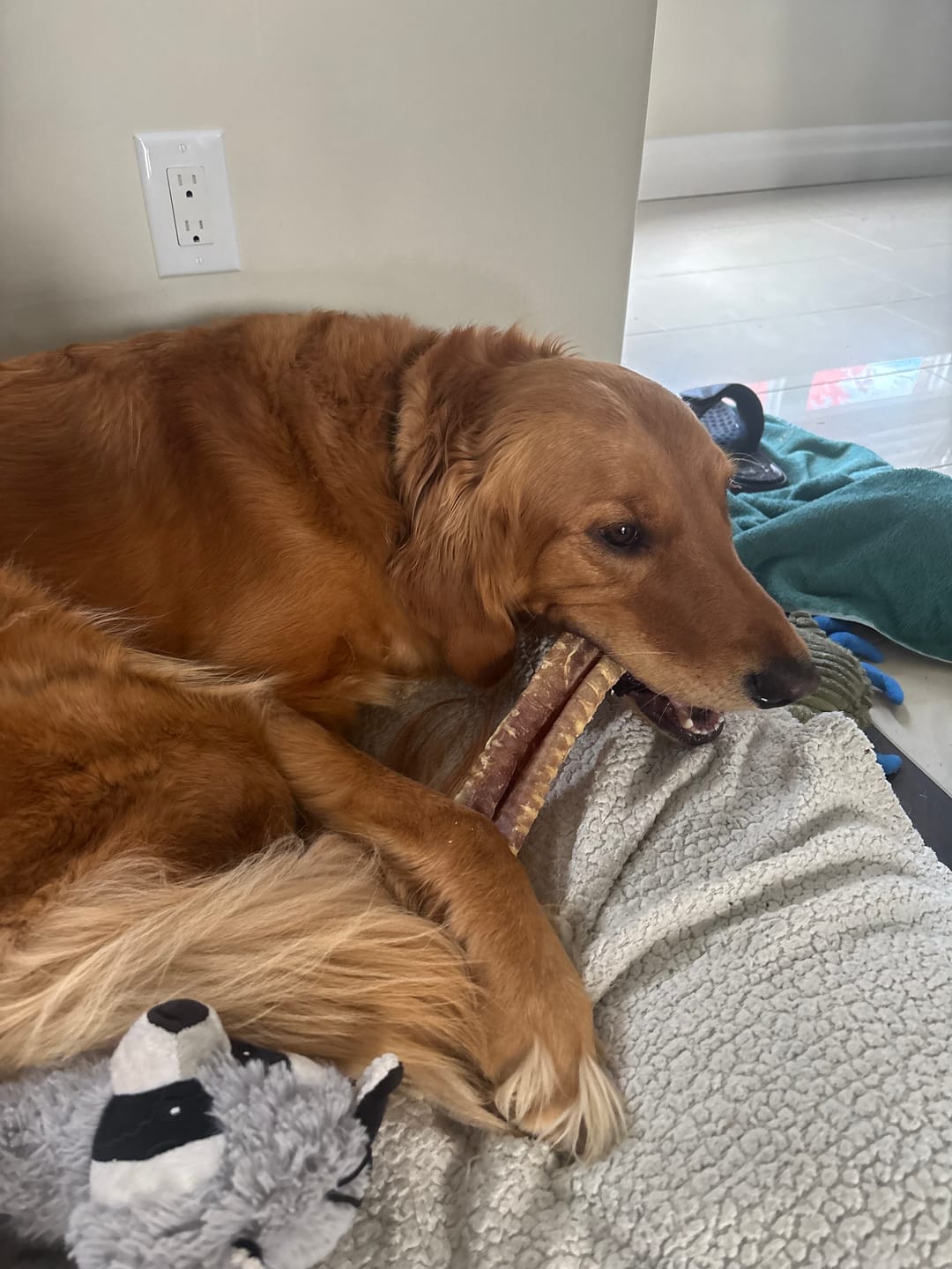 Customer photo review of 12 Inch Beef Trachea