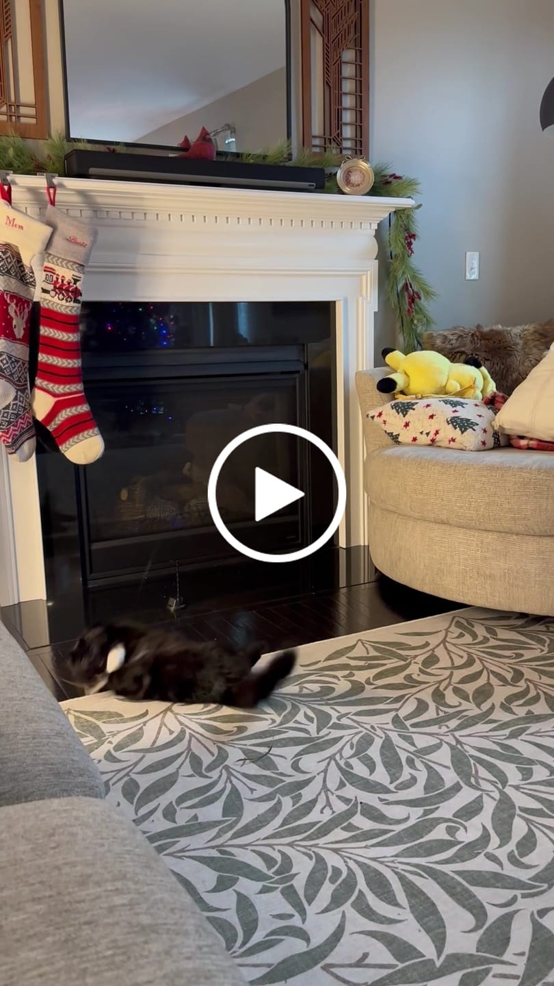Customer video review of Interactive Bird Simulation Cat Toy Set