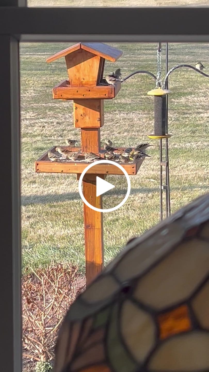 Customer video review of Fine Sunflower Hearts