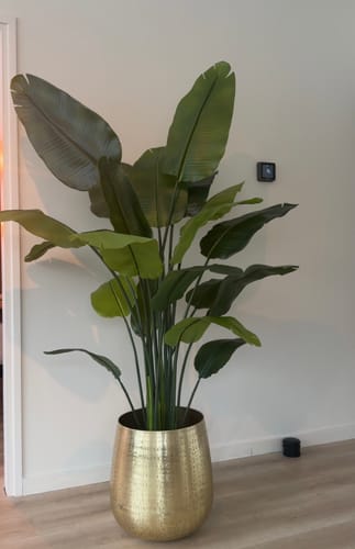 Customer photo review of Bloempot Goud 40x40cm (metaal)