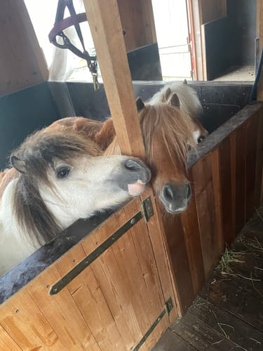 Kunde zeigt seine zwei gesunden Minipferde im Stall nach der Anwendung von Kristallkraft No2.