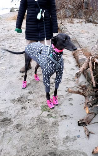 Customer photo review of Biothane Traffic Handle Dog Leash