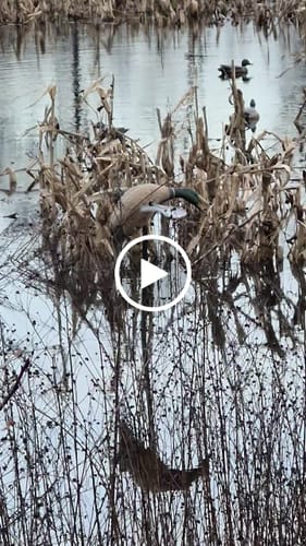 Customer video review of 1x Remote 1x Receiver DC 6V Latching Single Channel Wireless Control ON OFF Switch Set - Duck Decoy