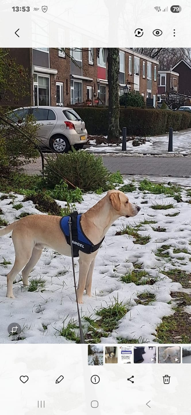 Customer photo review of PawGuard - Gepersonaliseerd Hondentuigje