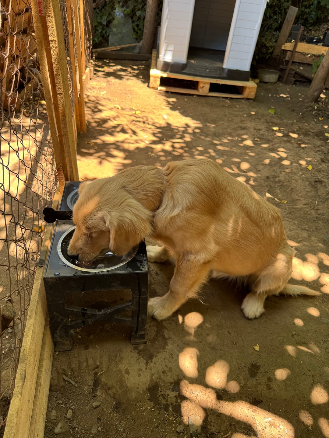 Customer photo review of Comedero Elevado THE DOGS Postura correcta en cada comida