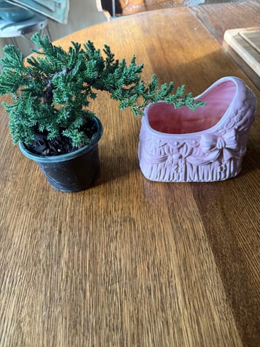 Customer photo review of Juniper Procumbens Live Bonsai Tree 4” Grow Pot- Small Bonsai Plant - Plant Lover Gift- Indoor Outdoors Lucky Unique Housewarming Gift Plant
