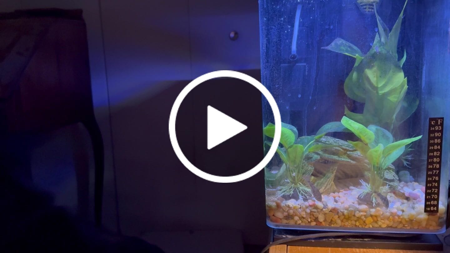 Customer video review of Shark PRO NANO