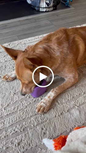 Customer video review of Freezbox - Super Tough Treat Toy
