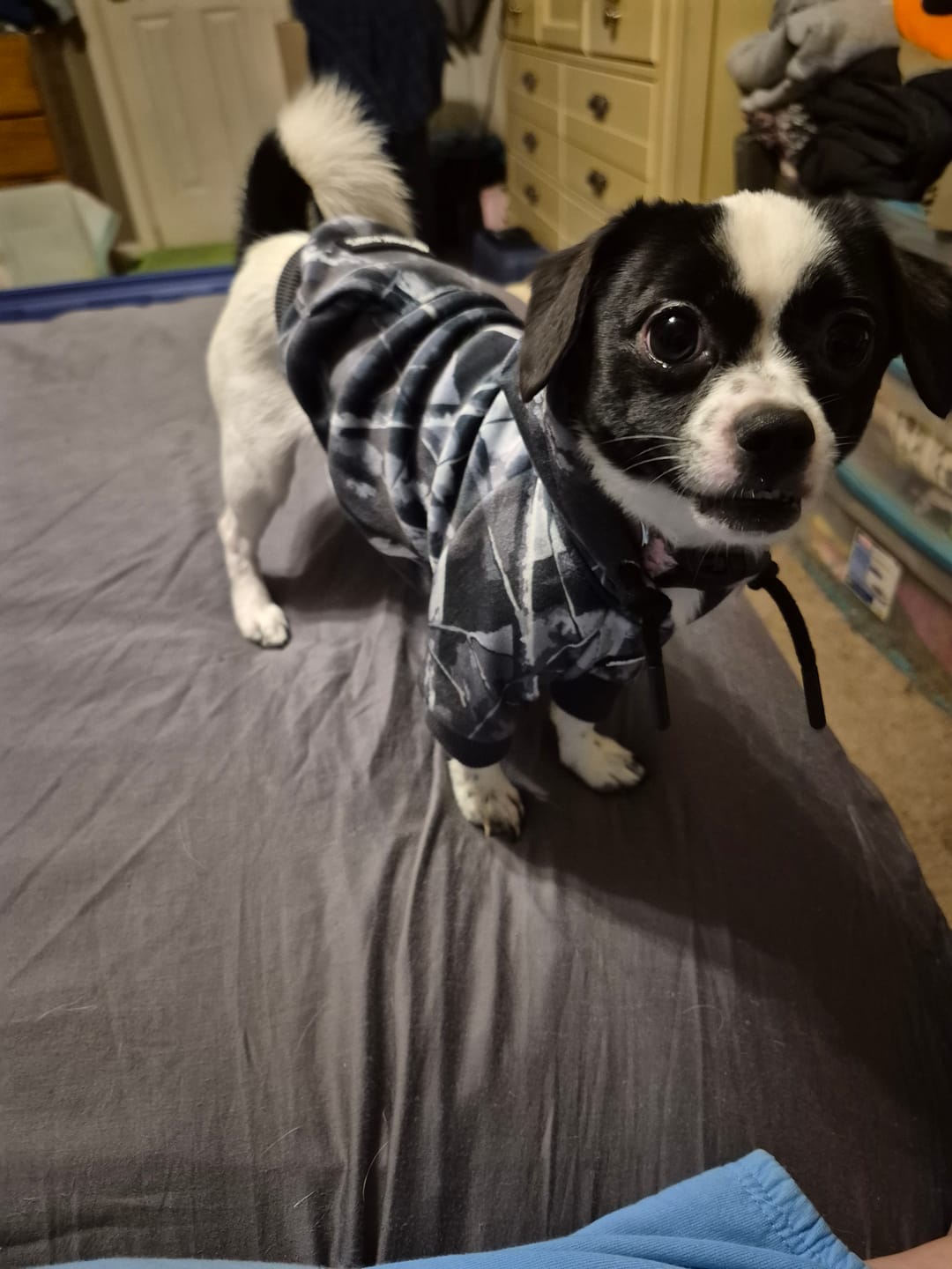 Customer photo review of Concrete Wood Dog Hoodie - Asphalt