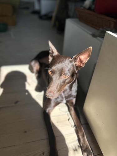 Anmelderens brune hund med spidse ører ligger på et lyst trægulv i en solstråle.