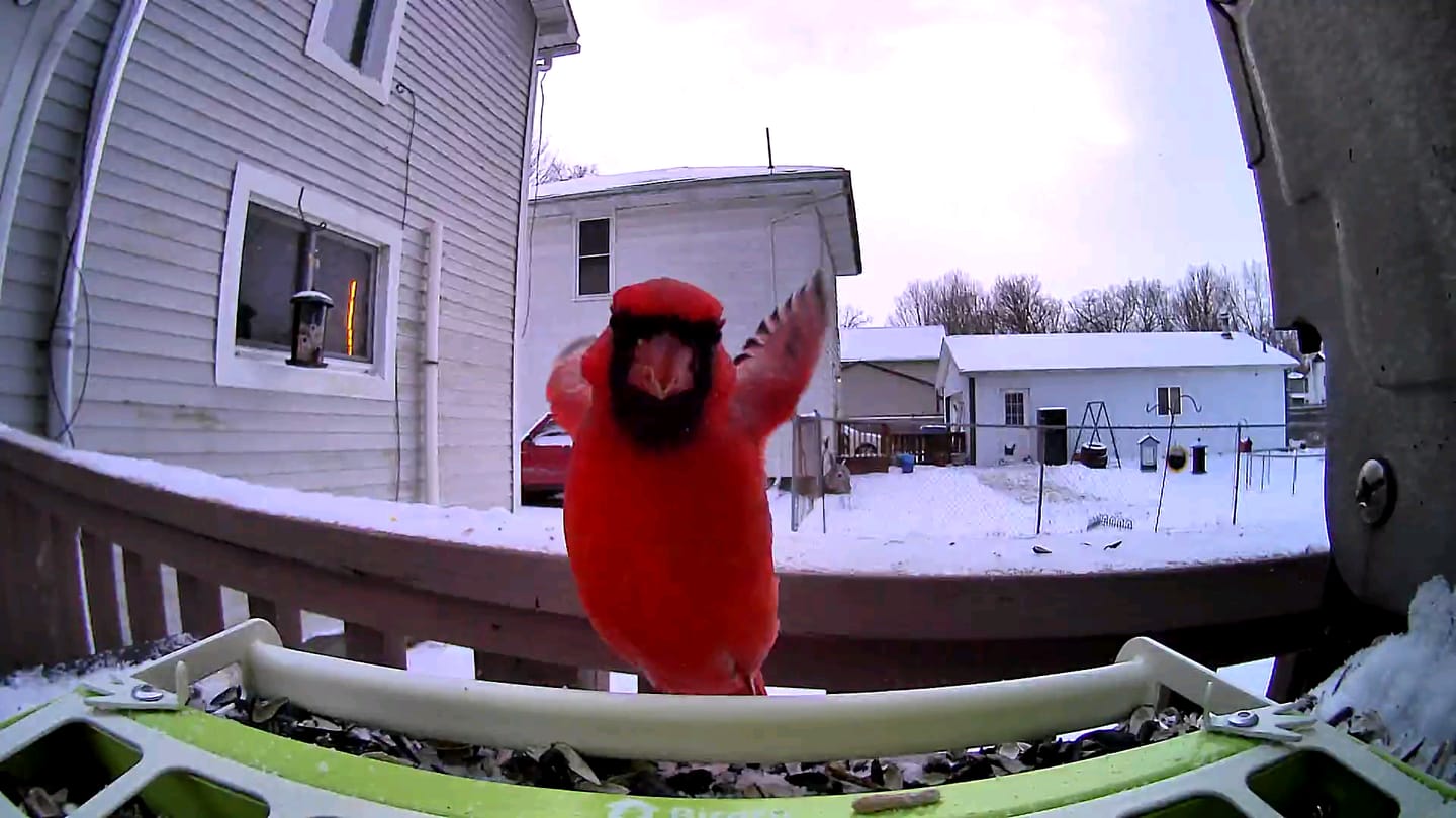 Customer photo review of Birdfy Feeder Metal - Smart Metal Feeder with Camera