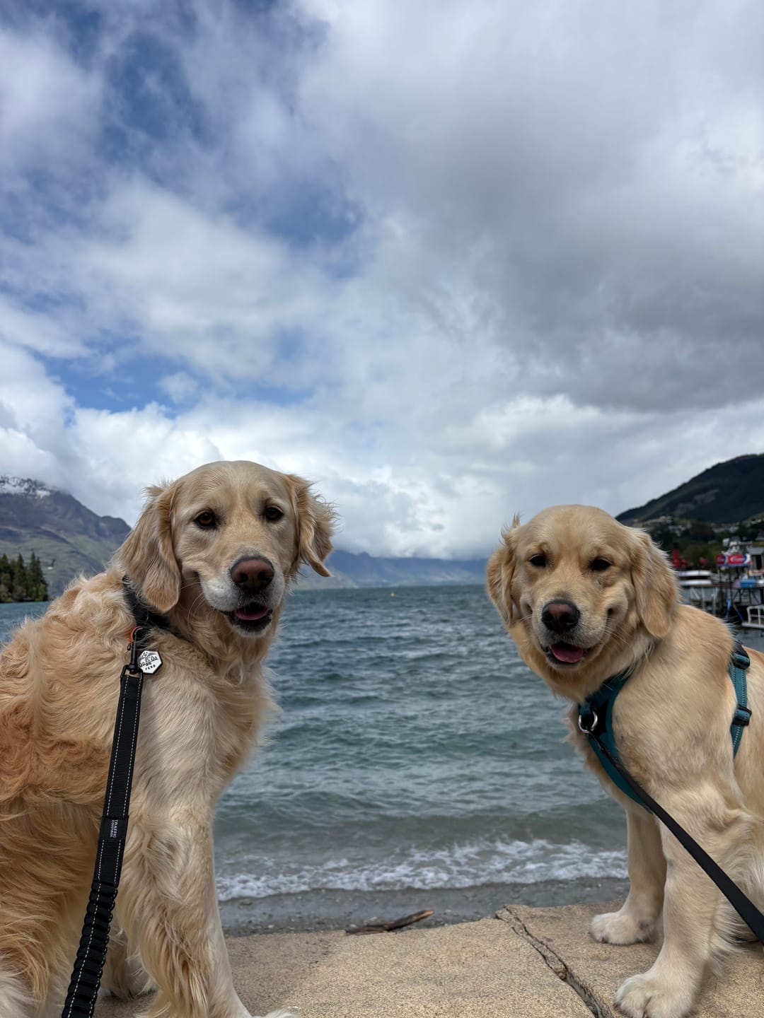Customer photo review of Pet Portrait