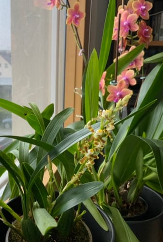 Kunde zeigt seine blühende Solenidiopsis tigroides Duftorchidee in einem Topf am Fenster.