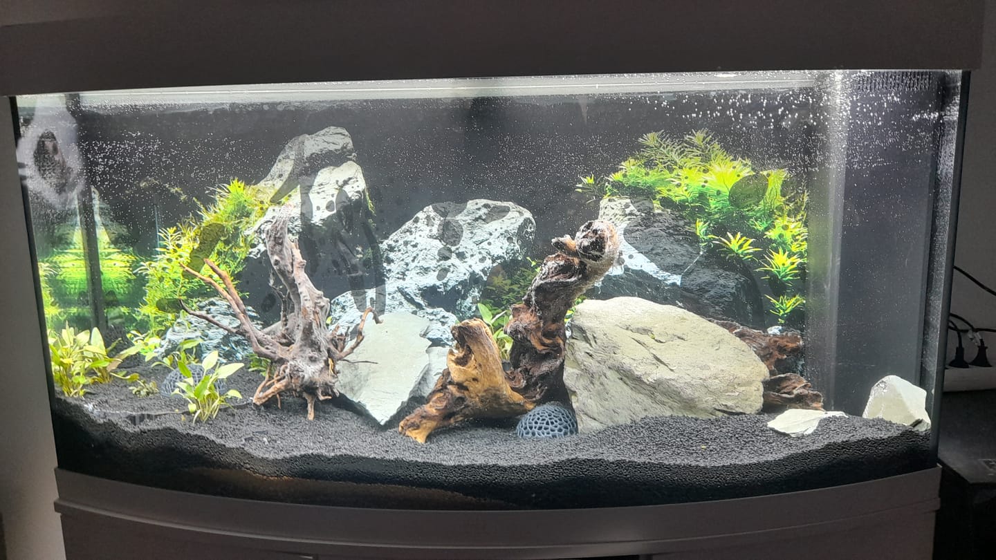 Customer photo review of Aquarium Vision 260 LED Blanc Tout Équipé JUWEL - 260L