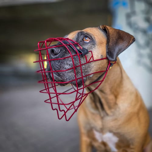 Customer photo review of „All in one“ Maulkorb