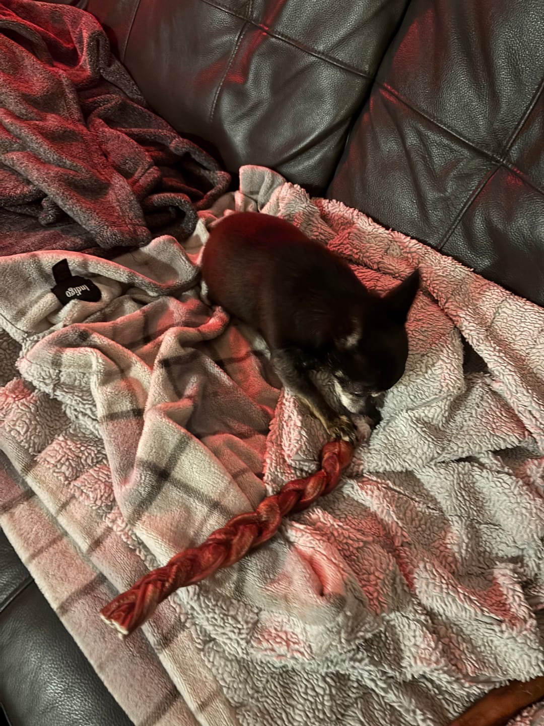Customer photo review of 12 Inch Thick Braided Bully Stick