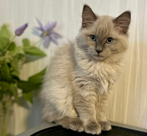 Customer photo review of 3 Month Supply - 2 Cats