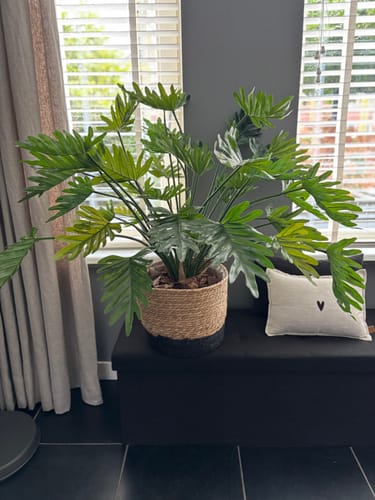 Customer photo review of Philodendron Kunstplant 75cm