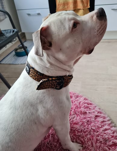 Customer photo review of Active Komfort Leopard - Brett slitstarkt hundhalsband med spänne