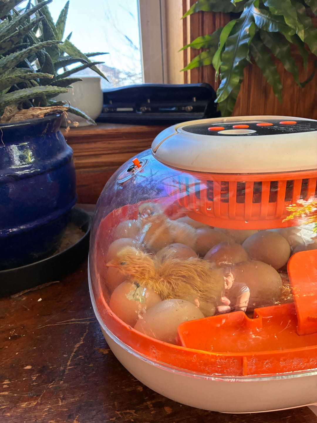Customer photo review of Egg Incubator -25 Egg Capacity