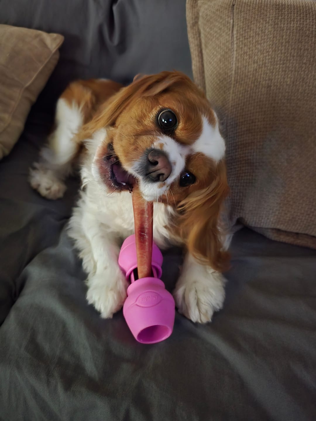 Customer photo review of 6 Inch Monster Bully Stick