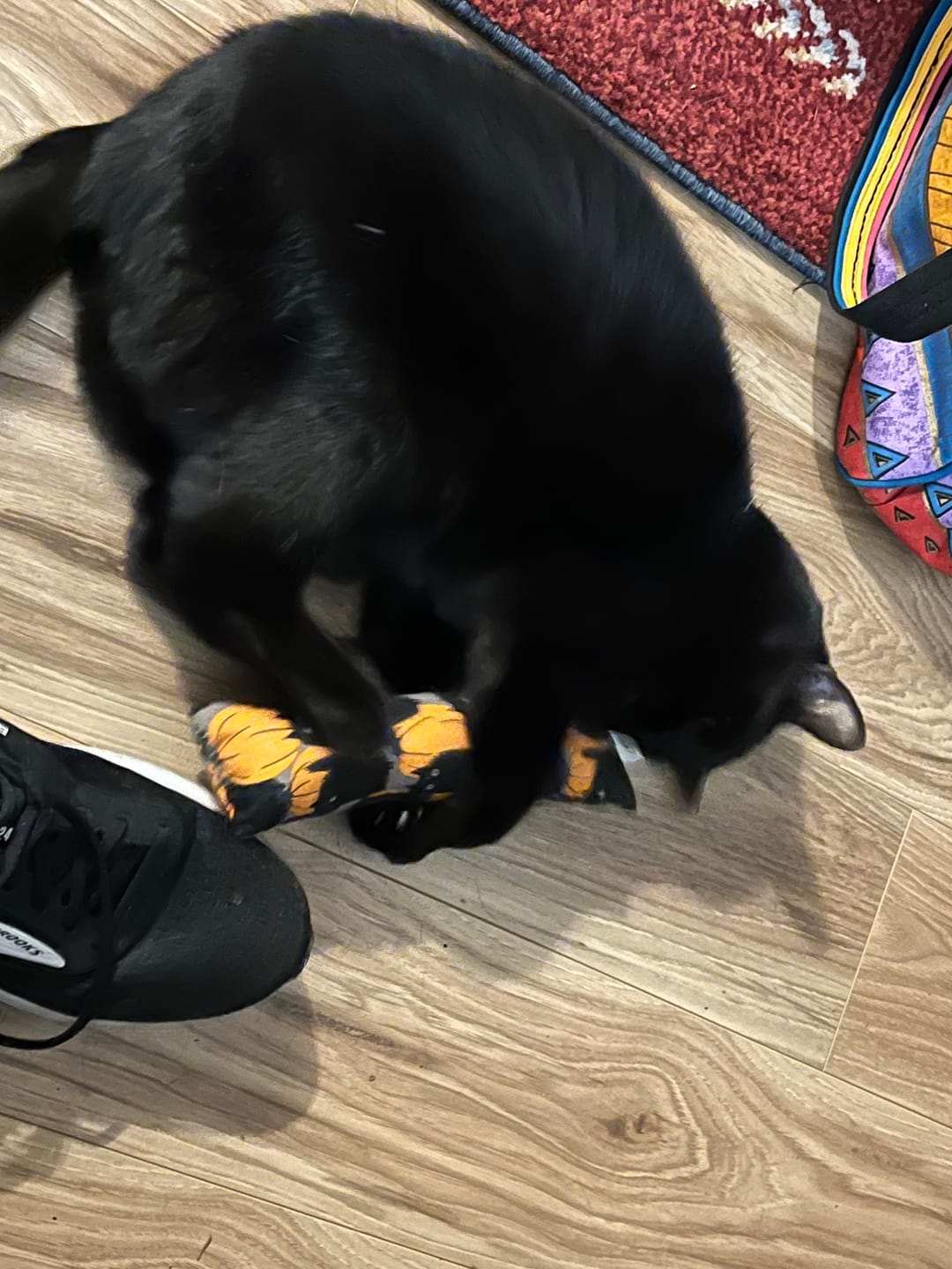 Customer photo review of Witchcraft Catnip with Valerian Root Cat Toy