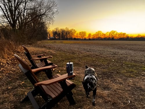 Customer's two-tone DuraWeather Adirondack chairs in a field at sunset, with a dog walking nearby and a mug in one cupholder.