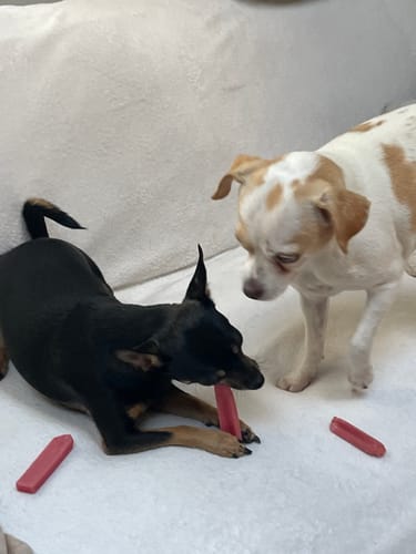 Customer's black chihuahua chewing a red Yak Chew while another chihuahua watches them on a white blanket.