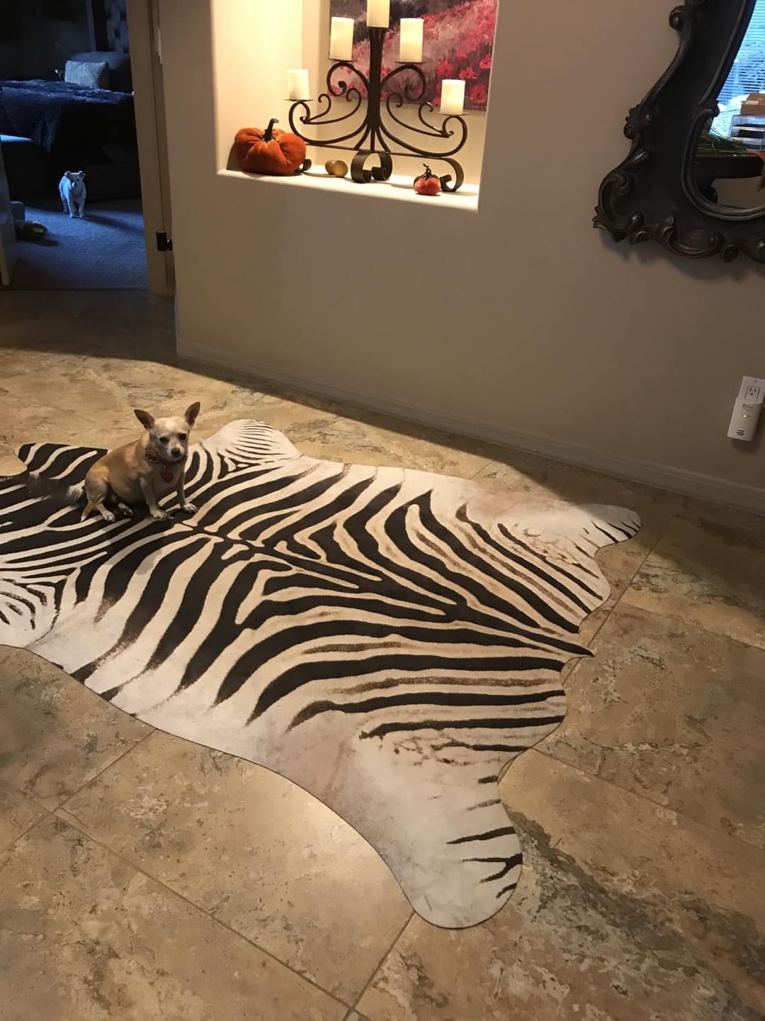 Customer photo review of Jungle Zebra Rug