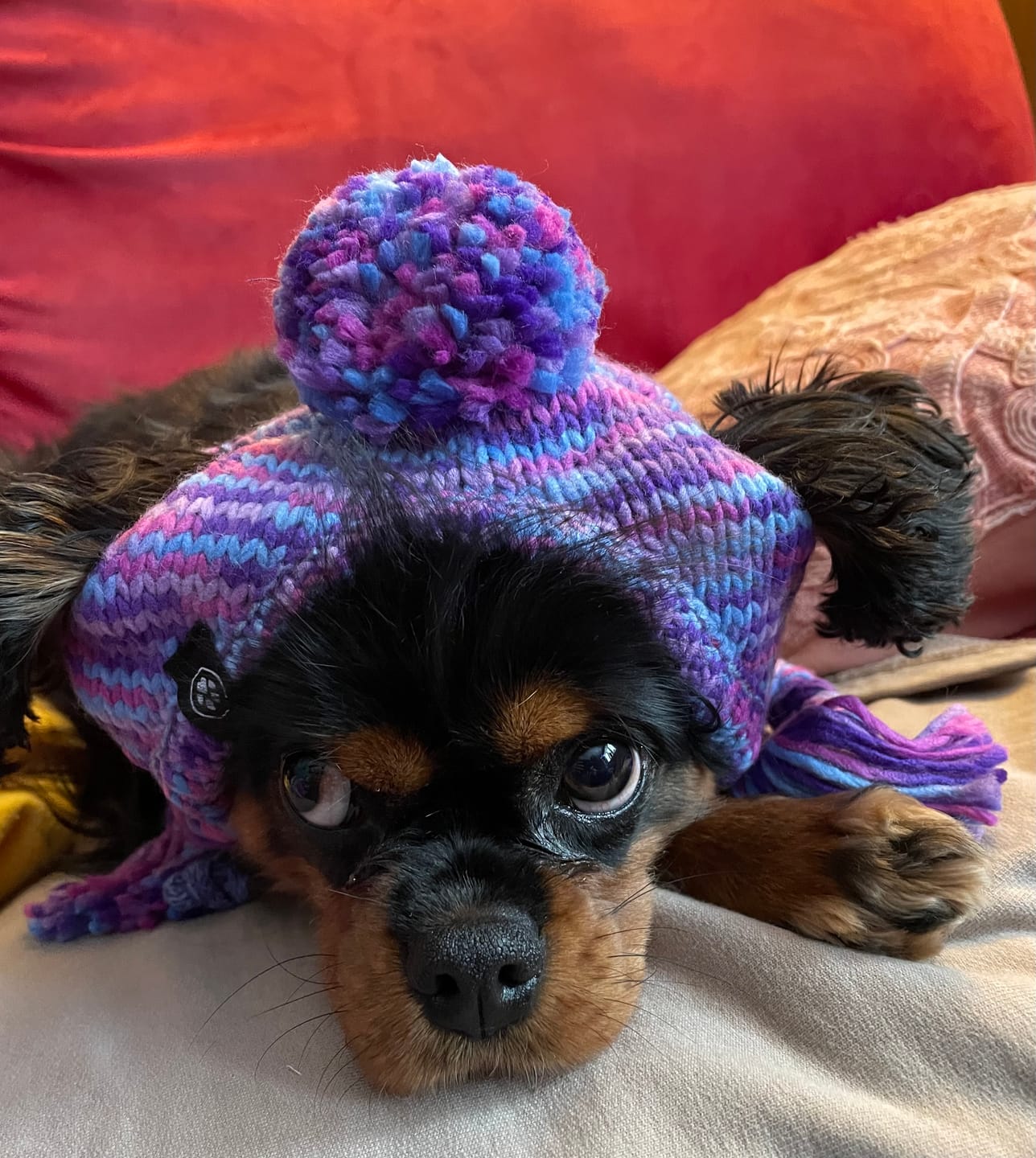 Customer photo review of Knit Pom Pom Dog Beanie Hats