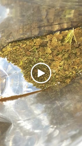 Customer video review of Bulk THCA Flower Pounds