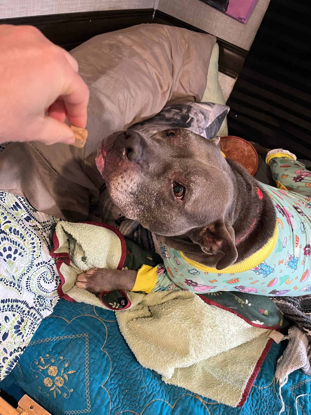 Customer photo review of Bark-Less Bites