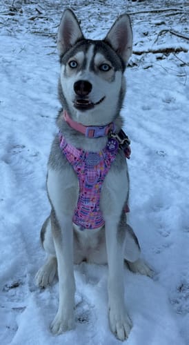 Customer photo review of Disney© Tough Trails™ Harness - Nala