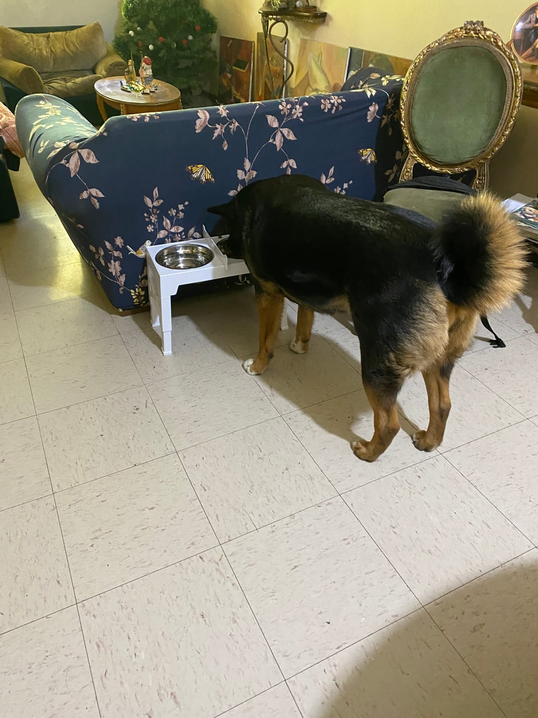 Customer photo review of Comedero Elevado THE DOGS Postura correcta en cada comida