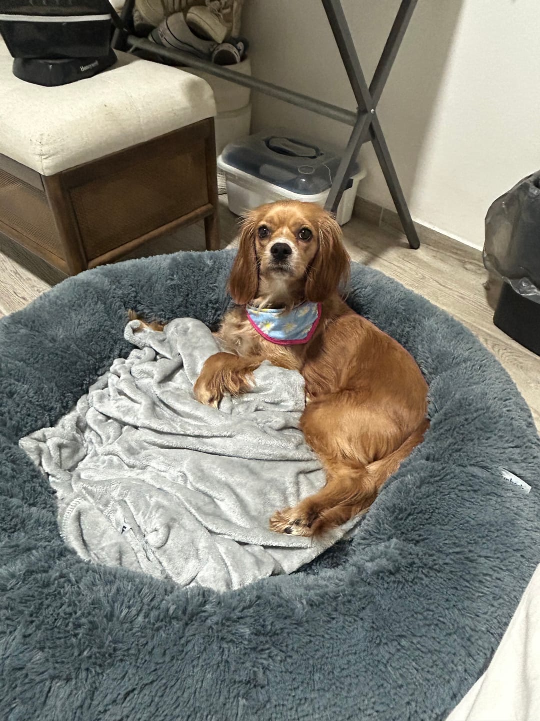 Customer photo review of Manta Relajante para Mascotas