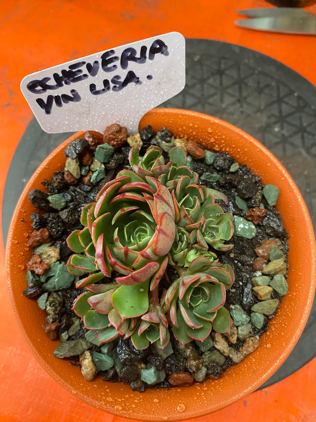 Customer photo review of Echeveria 'Yin Lisa'