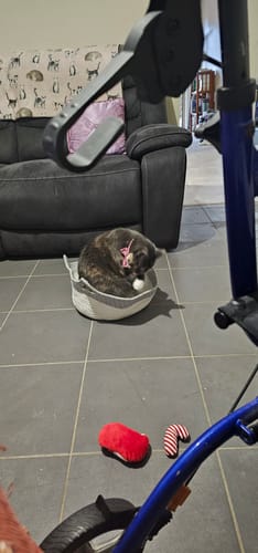 Customer photo review of Instinct Basket | Handwoven & Chemical-Free Cat Territory