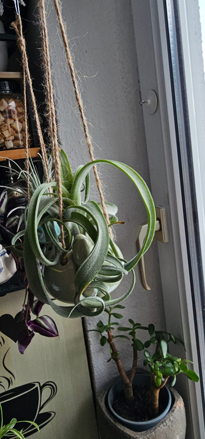Customer photo review of Tillandsia "Curly Slim" - intermedia x streptohphylla