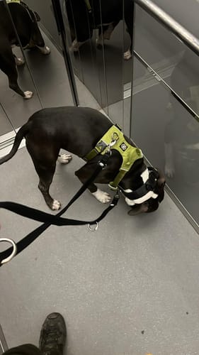 Customer photo review of Training Double Ended Dog Lead | 2m Length - Black