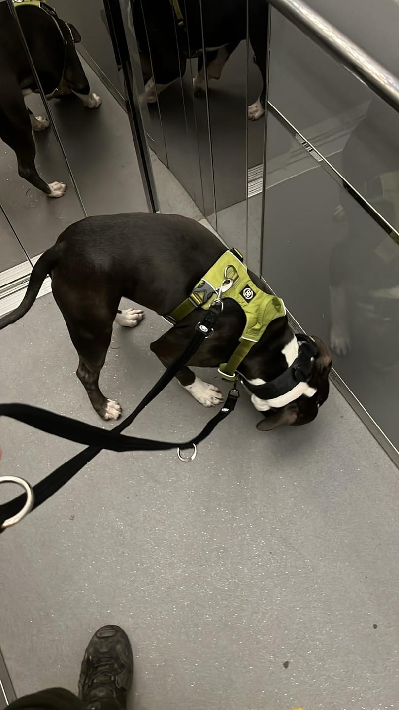 Customer photo review of Training Double Ended Dog Lead | 2m Length - Black