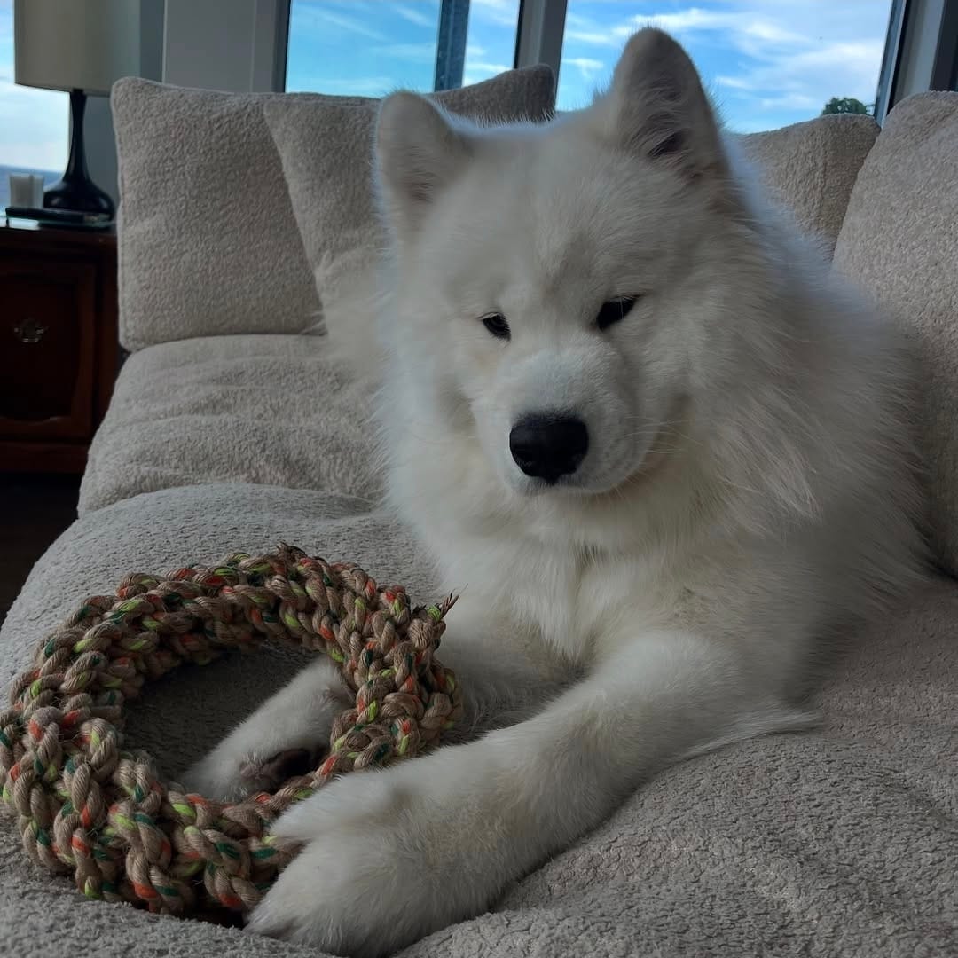 Customer photo review of 12 Inch Beef Trachea