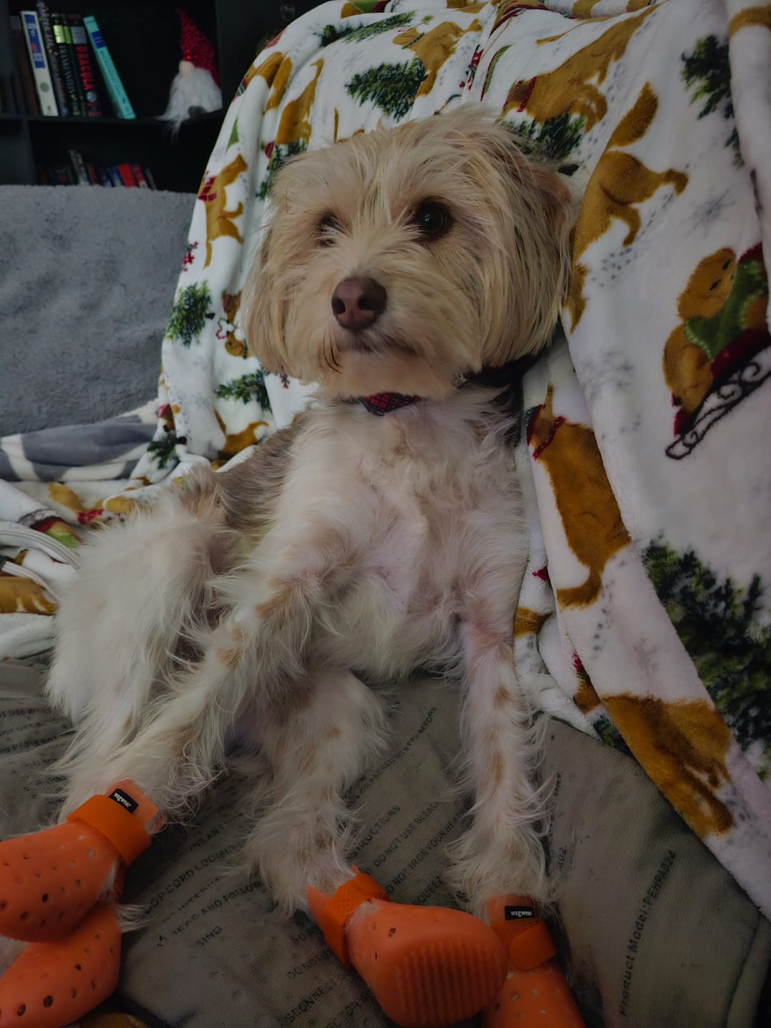 Customer photo review of WagWellies® Mojave Neon Orange