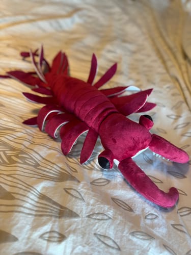 Customer photo review of Anomalocaris Arthropod Soft Stuffed Plush Toy