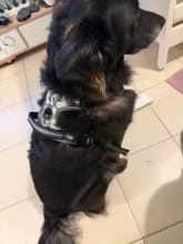 Customer photo review of No Pull Dog Harness – Soft Air-Mesh Vest with Front & Back Clips, Reflective Trim and Padded Handle