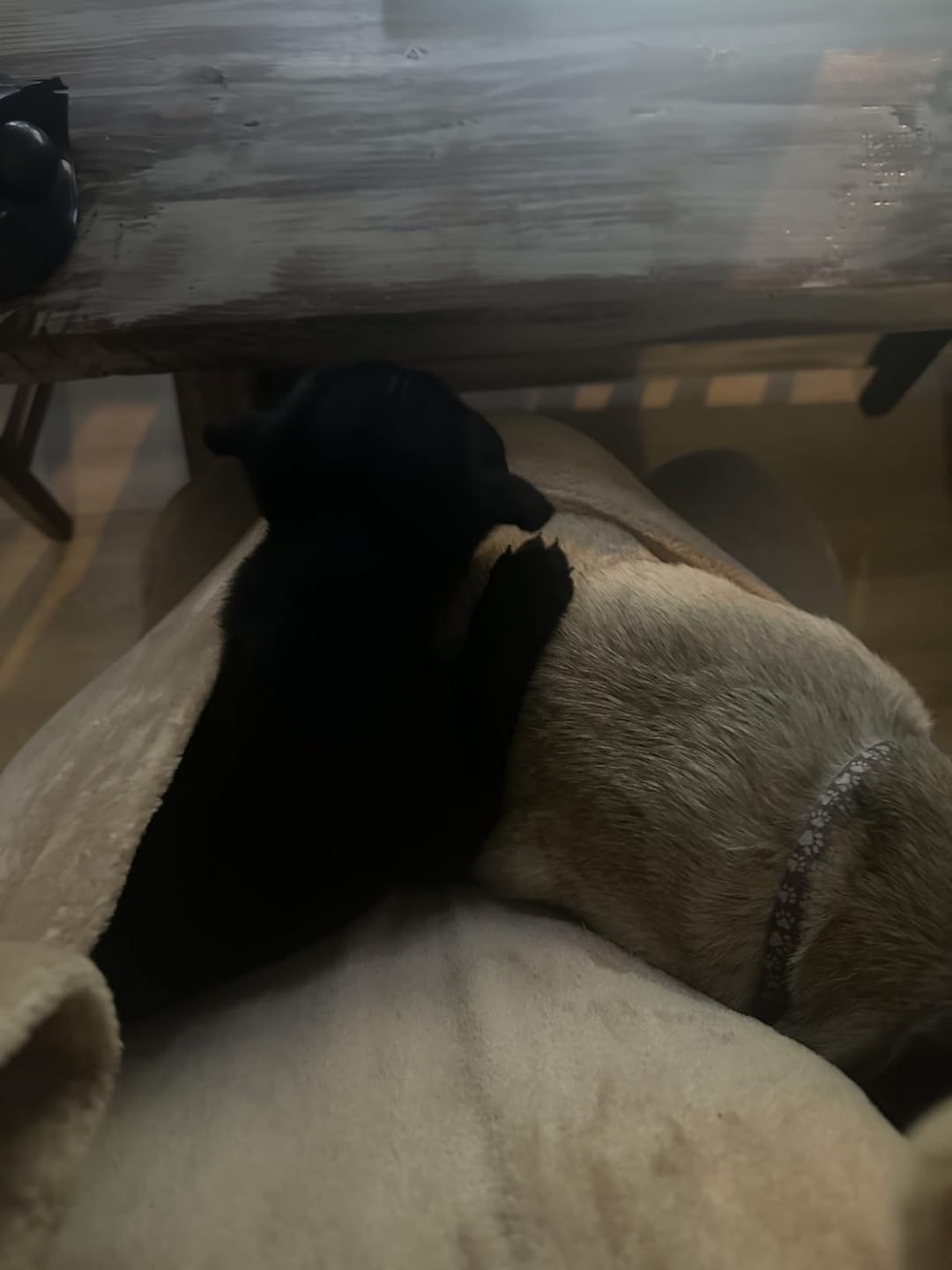 Customer photo review of Premium Pet Carrier Hoodie