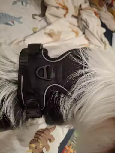 Customer photo review of No Pull Dog Harness – Reflective Padded Vest with Front Clip and Top Handle