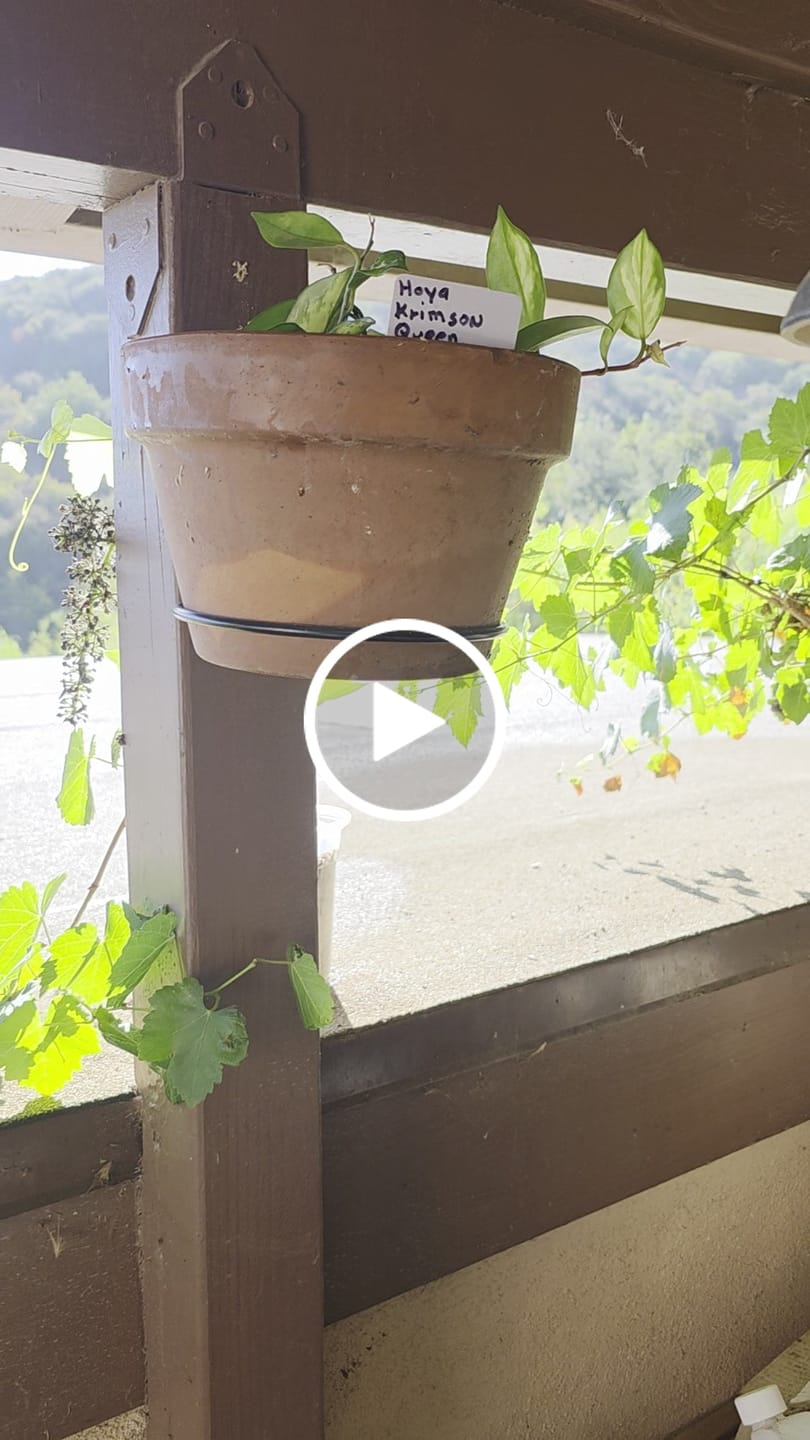 Customer video review of Hoya Carnosa ‘Krimson Queen' in 4" Grow Pot – Tricolor Variegated Hoya Plant – Easy Care Trailing Houseplant - Air Purifying Indoor Plant - Tropical Houseplant - Easy Care Plant